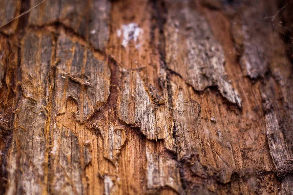 Starý přírodní dřevěné pozadí, textura dřeva kůry — Stock fotografie