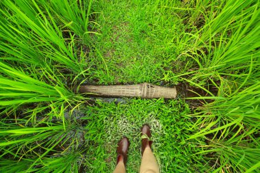 Yeşil doğa manzara Paddy Yasemin pirinç alan Tayland ile