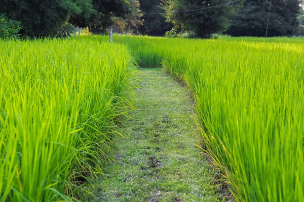 Grüne Naturlandschaft mit Reisfeldern im Jasmin-Reisfeld in Thailand — Stockfoto