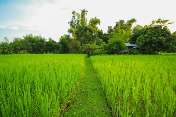 Grüne Naturlandschaft mit Reisfeldern im Jasmin-Reisfeld in Thailand — Stockfoto