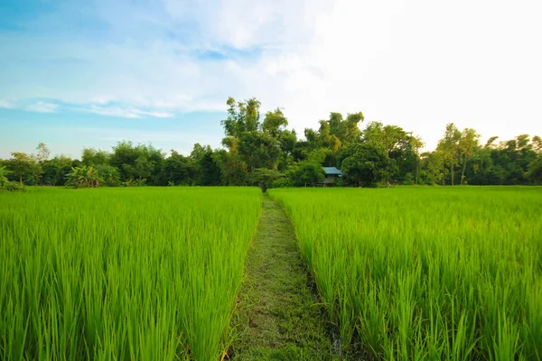 Grüne Naturlandschaft mit Reisfeldern im Jasmin-Reisfeld in Thailand — Stockfoto