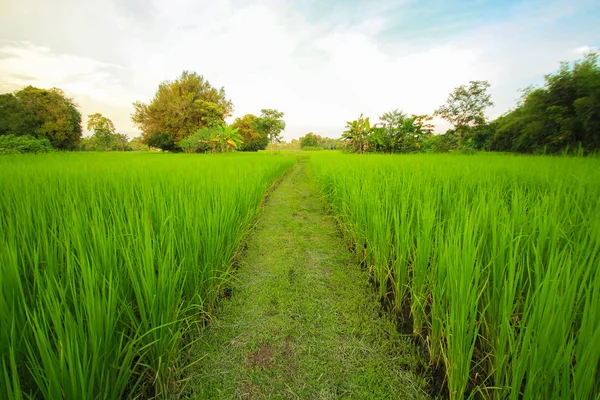 Grüne Naturlandschaft mit Reisfeldern im Jasmin-Reisfeld in Thailand — Stockfoto