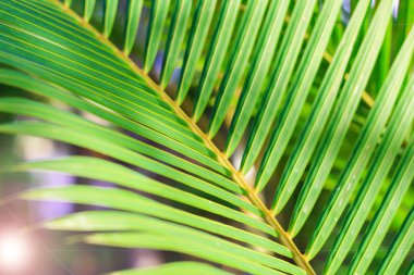 Tropikal yaprak yeşil arka plan dokusu ile kopya alanı damarlar yağmur ormanlarında palmiye ağacı