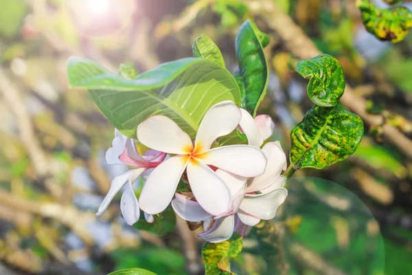 Plumeria blomma med natur bakgrund för att skapa en vacker — Stockfoto