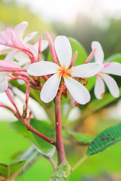 Plumeria bloem met natuur achtergrond maken een mooie — Stockfoto