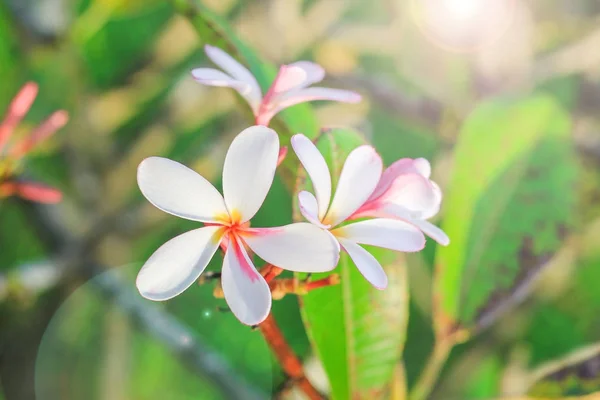 Plumeria květina s pozadím přírodou k vytvoření krásné — Stock fotografie