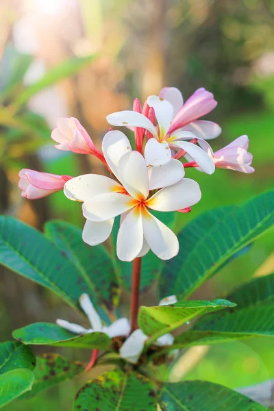 Plumeria květina s pozadím přírodou k vytvoření krásné — Stock fotografie