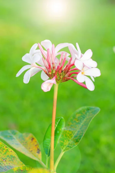 Plumeria bloem met natuur achtergrond maken een mooie — Stockfoto