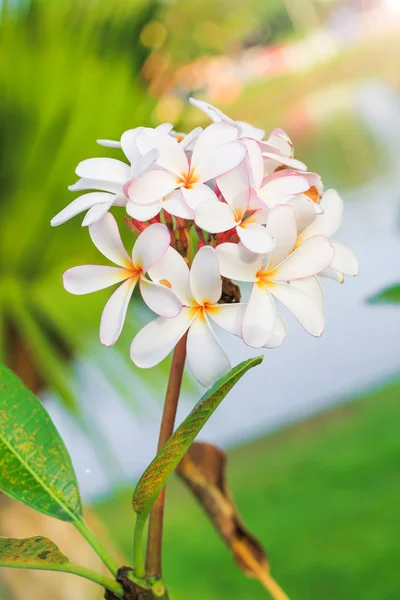 Flor de Plumeria con fondo natural para crear una hermosa —  Fotos de Stock