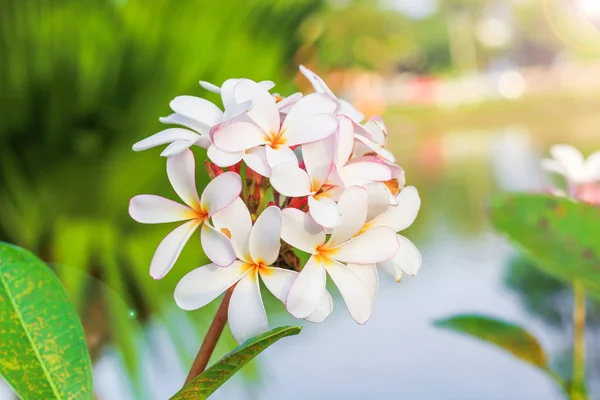 Plumeria Blume mit Naturhintergrund, um eine schöne — Stockfoto