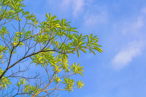 Bahar ağaçları ve mavi gökyüzü çerçeve