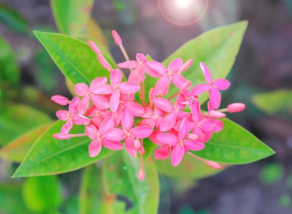 緑の葉とピンク イクソラ花の束 — ストック写真