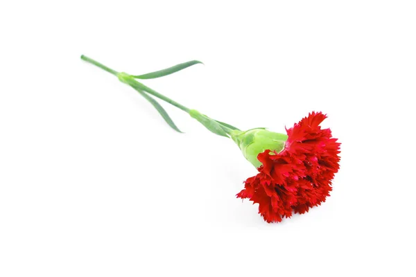 Όμορφο κόκκινο γαρύφαλλο λουλούδι απομονωμένο σε λευκό φόντο — Φωτογραφία Αρχείου