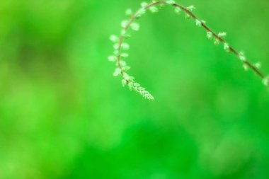 Doğal yeşil renkli çiçekli zaman akşam