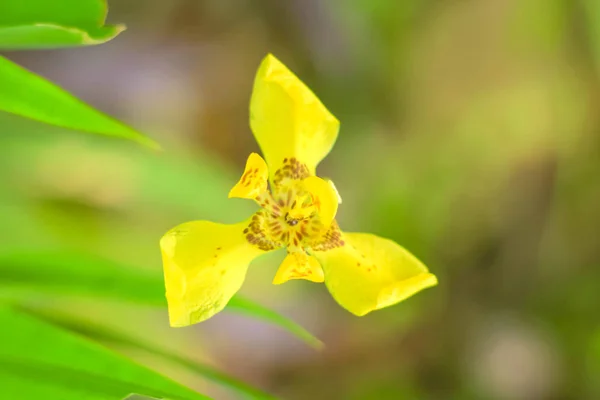 庭に緑の葉を持つ黄色の花 — ストック写真