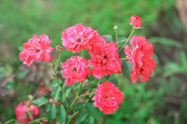 Rosa bonita aumentou com folhas verdes em um jardim — Fotografia de Stock