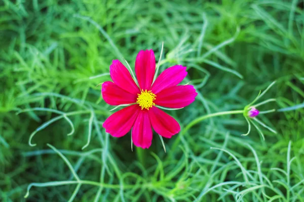 Красный цветок на зеленом фоне вечером — стоковое фото