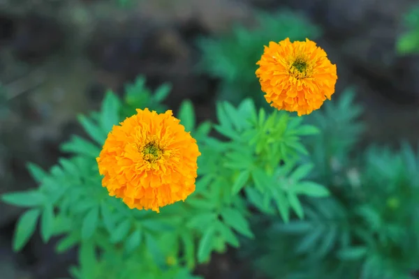 Güzel turuncu marigold çiçek yeşil yaprakları ile — Stok fotoğraf