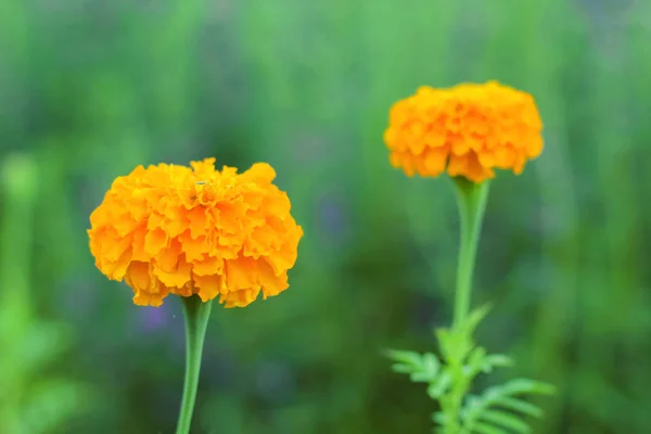 Krásný oranžový měsíček květ se zelenými listy — Stock fotografie