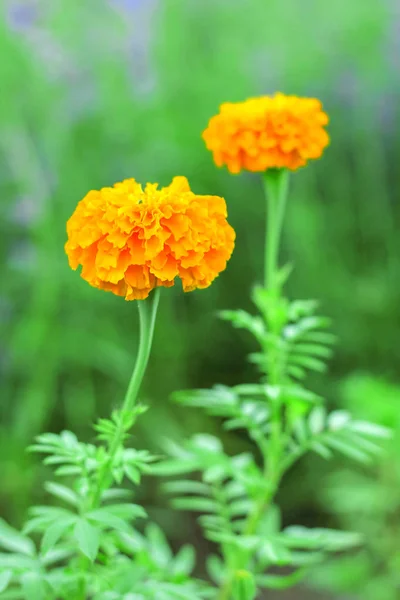 Krásný oranžový měsíček květ se zelenými listy — Stock fotografie