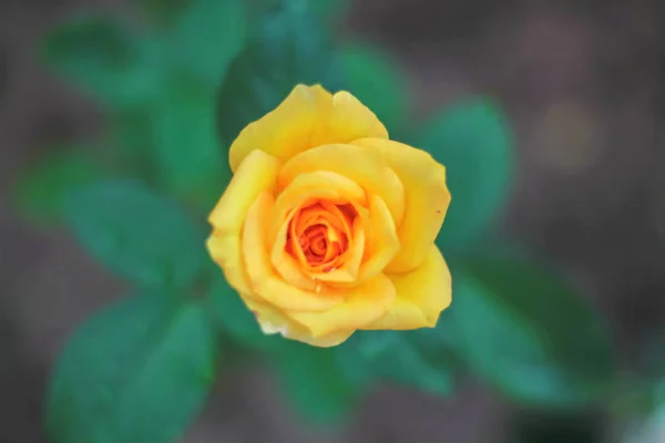 Bellissimo fiore di rosa giallo con foglie verdi — Foto Stock