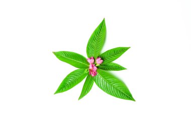 taze doğal yaprak yeşil ve beyaz arka plan üzerinde pembe çiçek