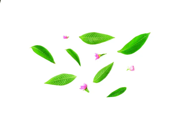 Hoja verde natural fresca y flor rosa sobre fondo blanco —  Fotos de Stock