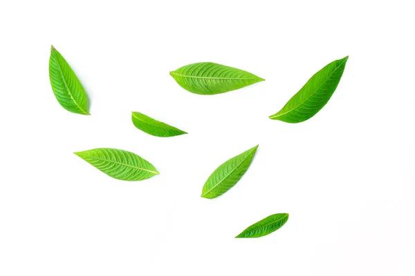 Folha verde natural fresco no fundo branco — Fotografia de Stock