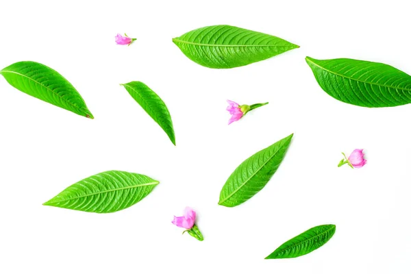 Φρέσκα φυσικά πράσινα φύλλα και ροζ λουλούδι σε λευκό φόντο — Φωτογραφία Αρχείου
