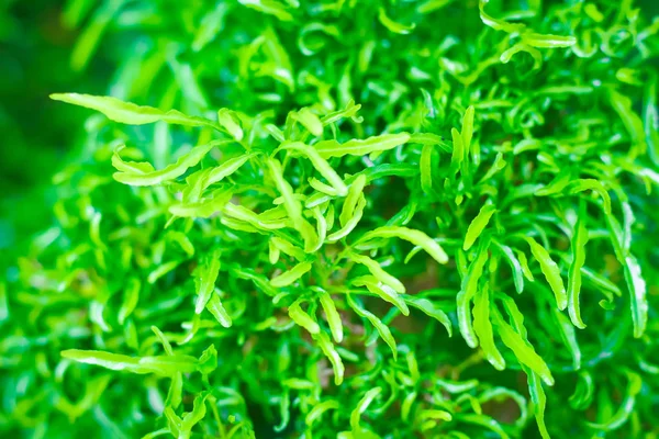 녹색 열 대 잎 텍스처와 배경, 녹색 잎 — 스톡 사진