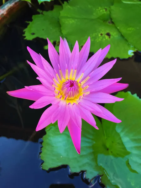 Fleur de lotus rose avec feuille de lotus verte dans le marais — Photo