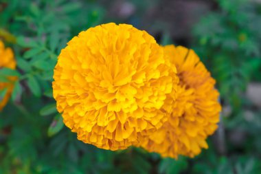 Bahçede güzel kadife çiçeği çiçek. (Tagetes erecta Meksika kadife çiçeği Aztek kadife çiçeği Afrika kadife çiçeği)