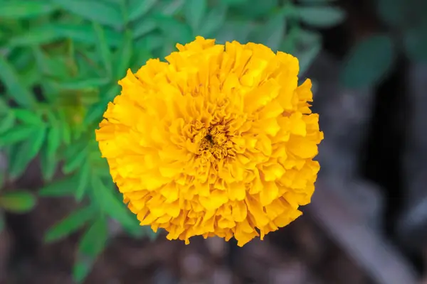 Nagietek piękne kwiaty w ogrodzie. (Tagetes erecta meksykański Nagietek Aztec Nagietek Afryki marigold) — Zdjęcie stockowe