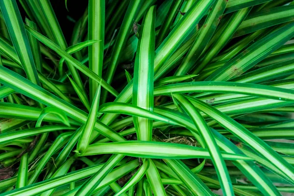 Natural pattern of green leaves of plant — Stock Photo, Image