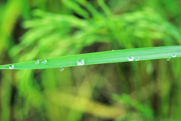 Water drops on green grass of rice leaves. — Stock Photo, Image