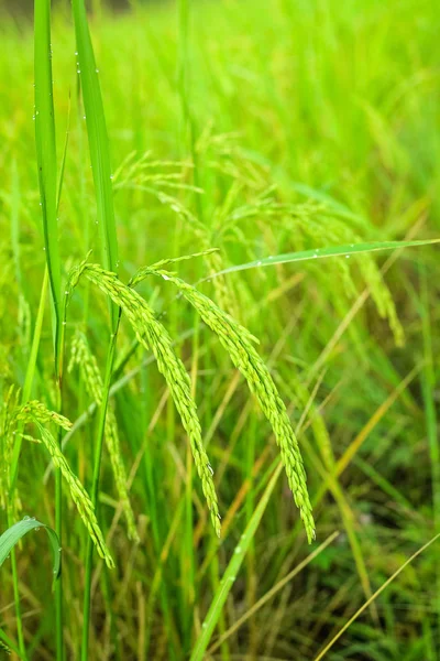 在外地水稻背景绿色水稻 — 图库照片