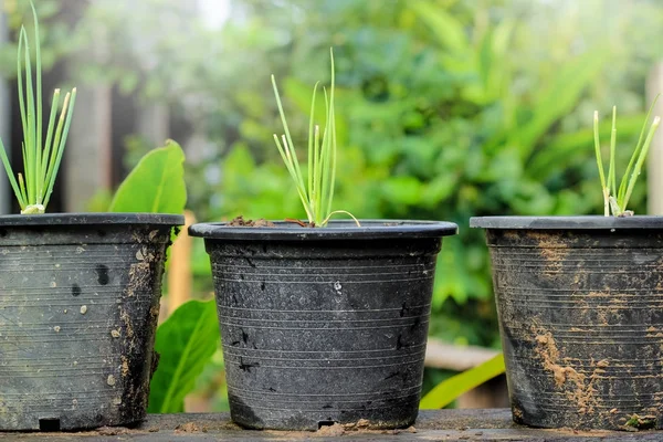 Onion planted in black bag waiting to be planted on the soil.