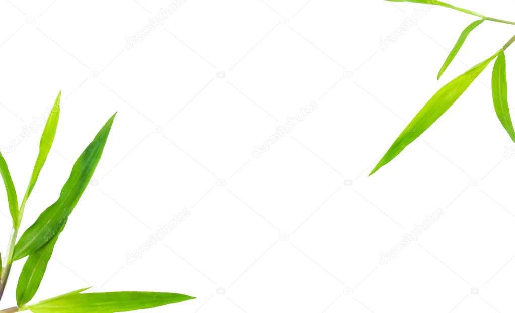 fresh green grass leaves on white background