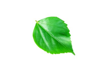 Beyaz arka plan üzerinde taze yeşil çimen yaprakları