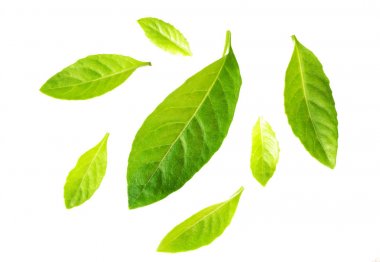 Beyaz arka plan üzerinde taze yeşil çimen yaprakları