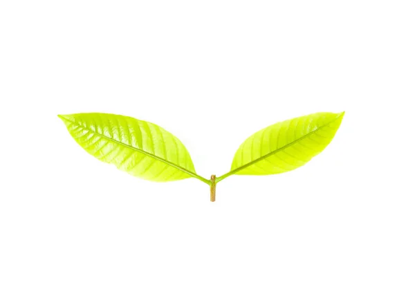 Φύλλα φρέσκο πράσινο γρασίδι σε λευκό φόντο — Φωτογραφία Αρχείου