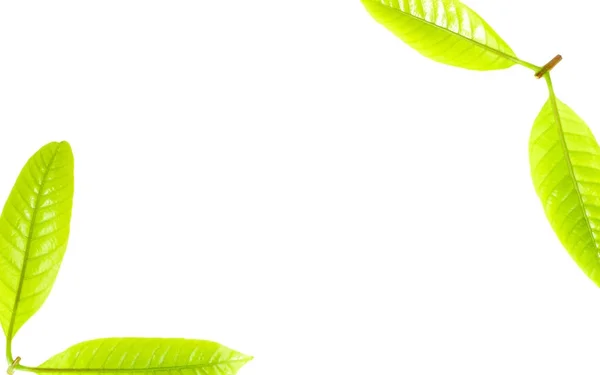 Foglie fresche di erba verde su sfondo bianco — Foto Stock