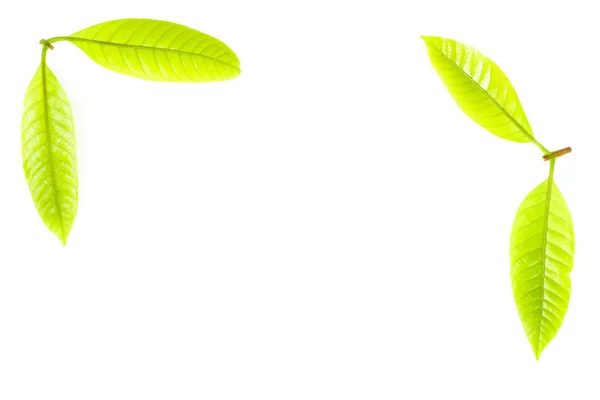 Зеленые листья травы на белом фоне — стоковое фото