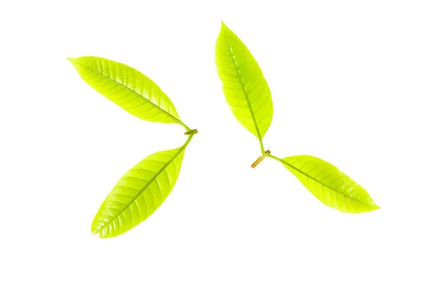 Frische grüne Grasblätter auf weißem Hintergrund — Stockfoto