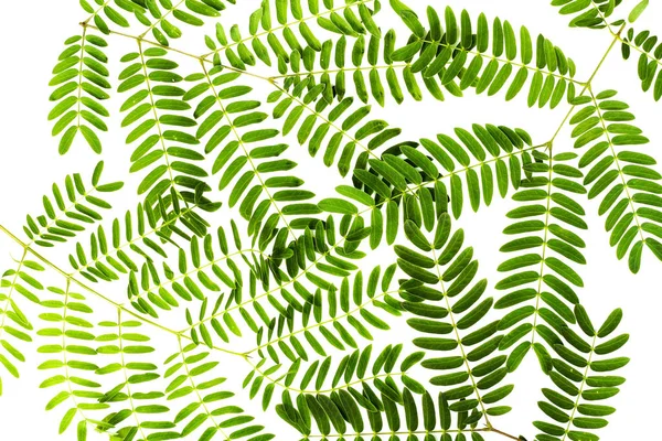 Зеленые листья травы на белом фоне — стоковое фото