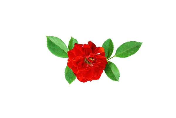 Rosa roja con hojas verdes aisladas sobre fondo blanco —  Fotos de Stock