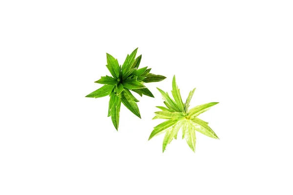 Fresh green grass leaves on white background — Stock Photo, Image