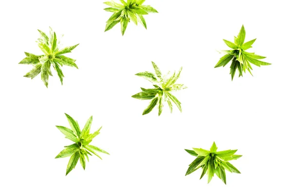 fresh green grass leaves on white background