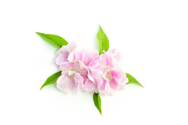 Φρέσκα πράσινα χλόη φύλλα και ροζ λουλούδι σε λευκό φόντο — Φωτογραφία Αρχείου