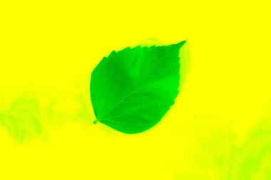 sarı arka plan üzerinde taze yeşil çimen yaprakları